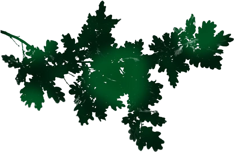 Green Oak Branch Silhouette PNG with transparent background