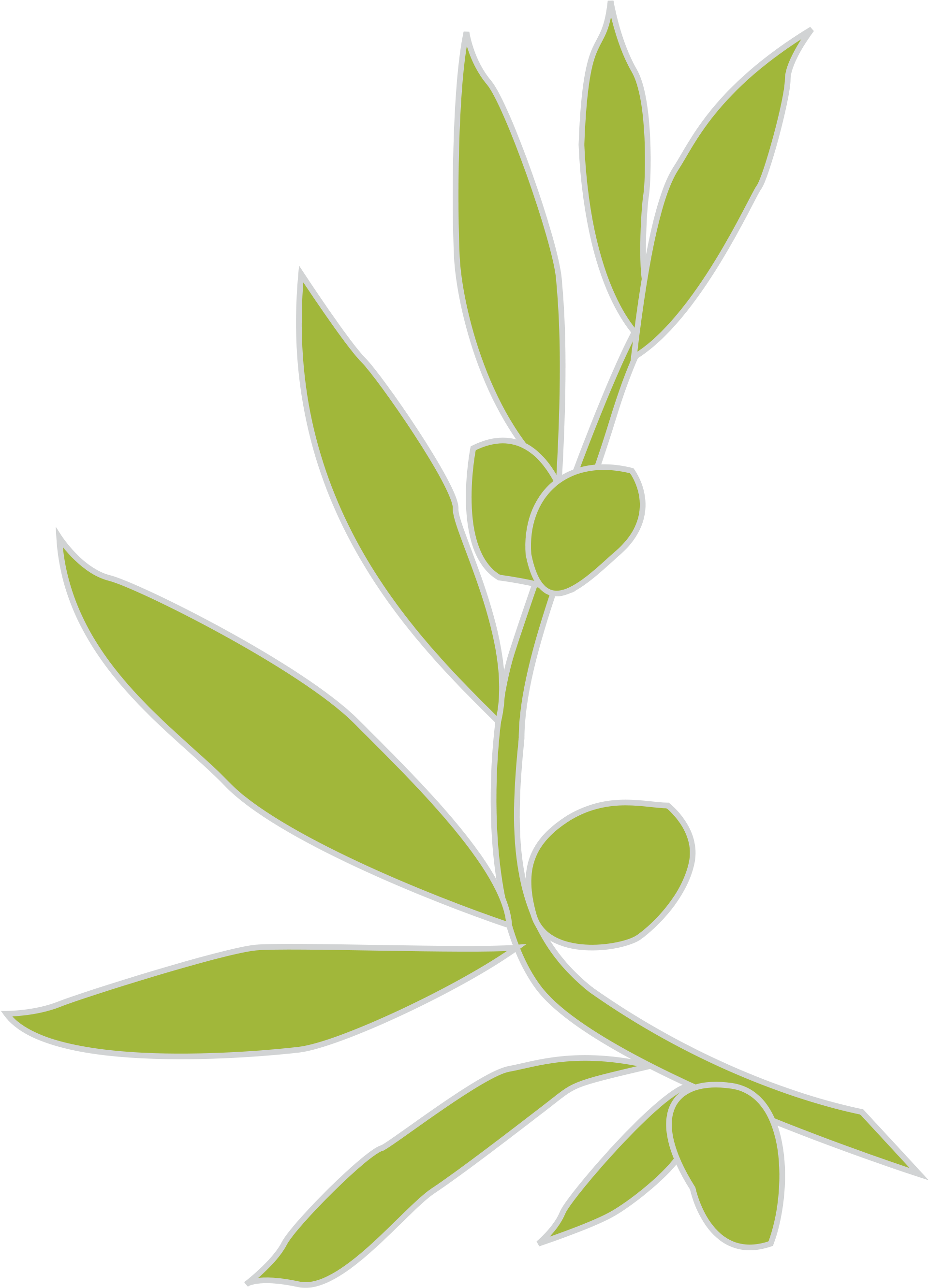 Green Olive Branch Graphic