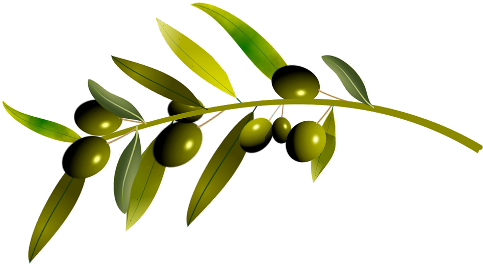 Green Olives Branch Illustration