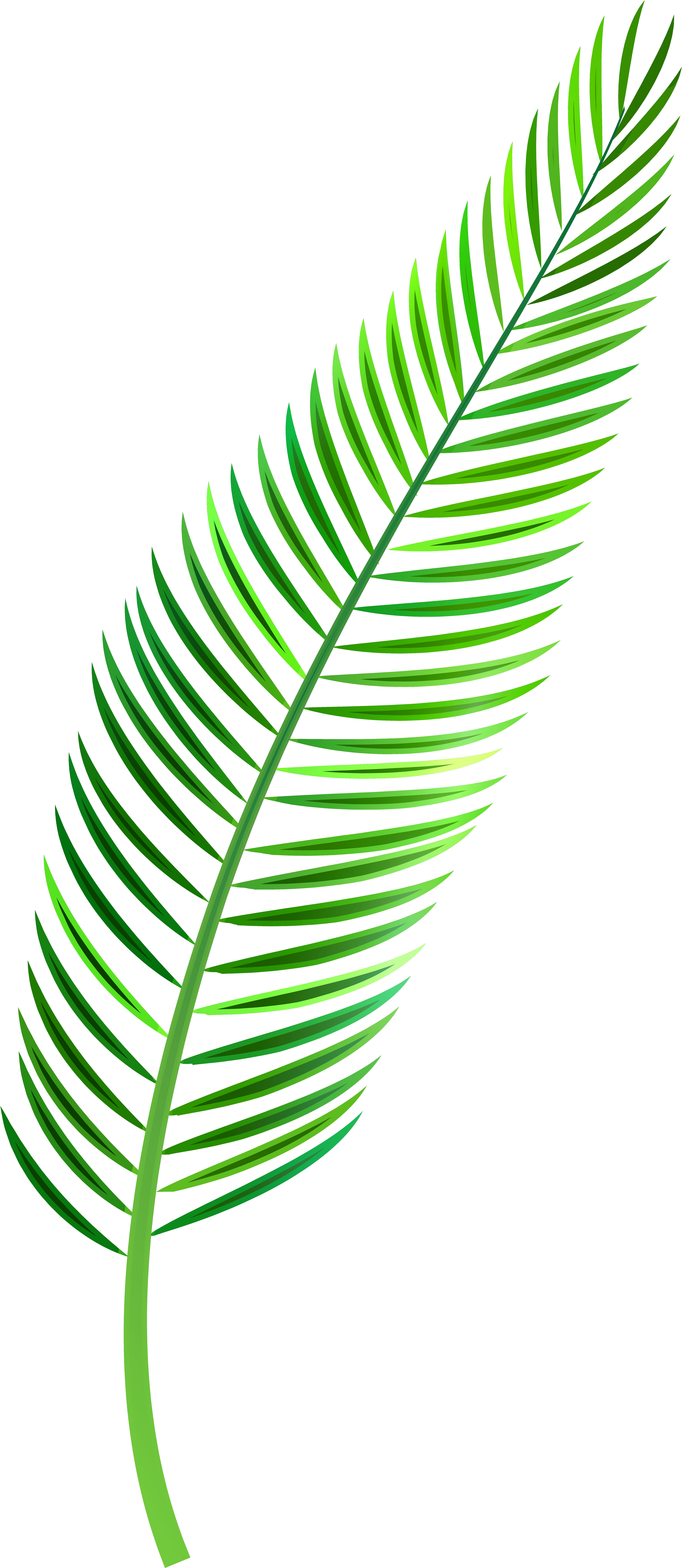 Green Palm Leaf Graphic