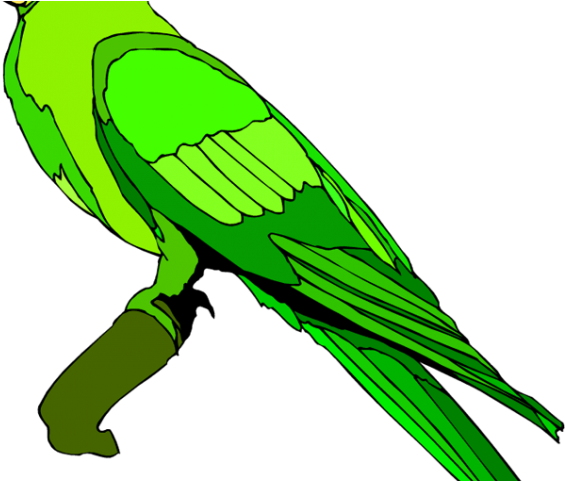 Green Parrot Illustration.png