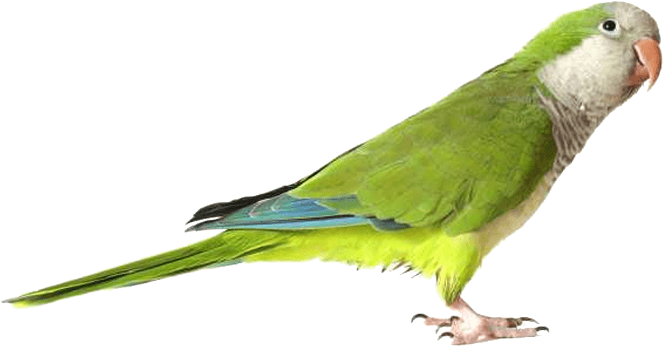 Green Parrot Png Image - Png Parrot PNG with transparent background