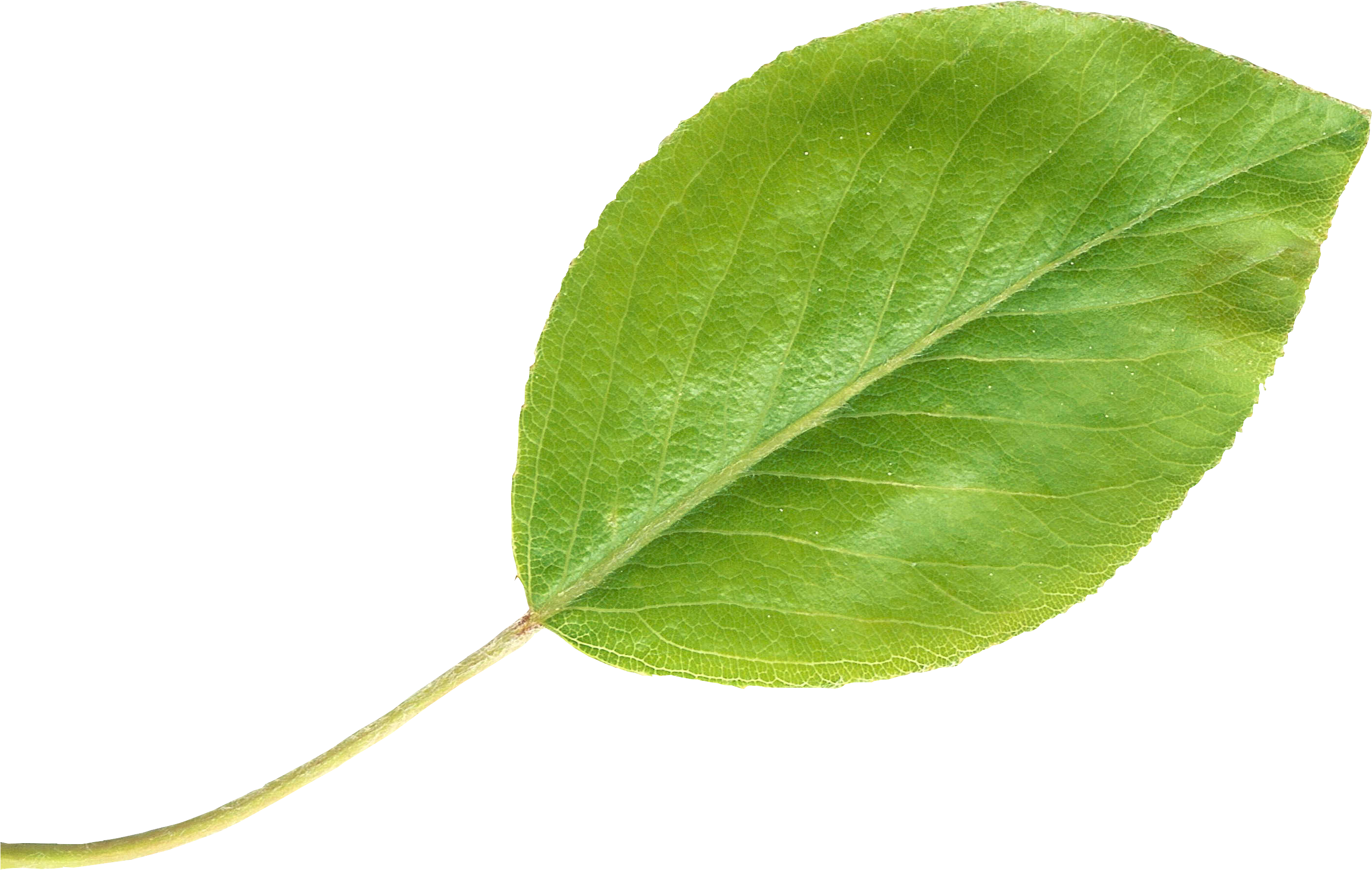 Pear Leaftransparent - Pear Leaf, HD Png Download PNG with transparent background