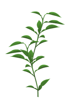 Green Plant Stem Leaves Black Background PNG with transparent background