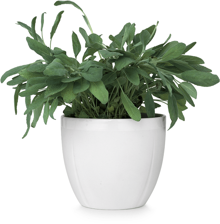 Green Plantin White Ceramic Pot