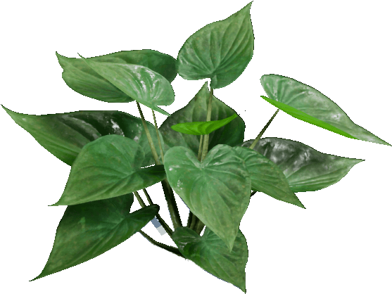 Green Pothos Plant Transparent Background