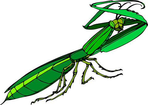 Green Praying Mantis Illustration PNG with transparent background