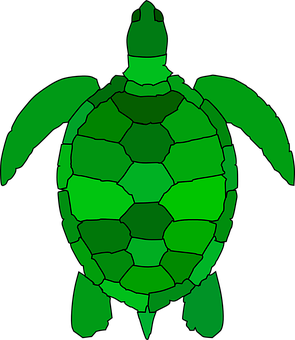 Green Sea Turtle Graphic PNG with transparent background