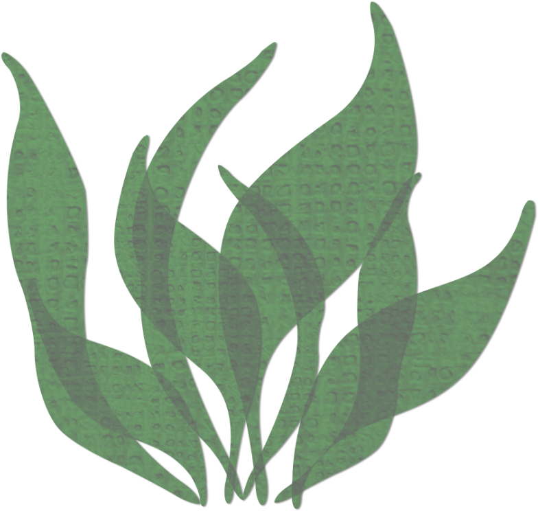 Png Seaweed , Png Download - Seaweed Png, Transparent Png PNG with transparent background