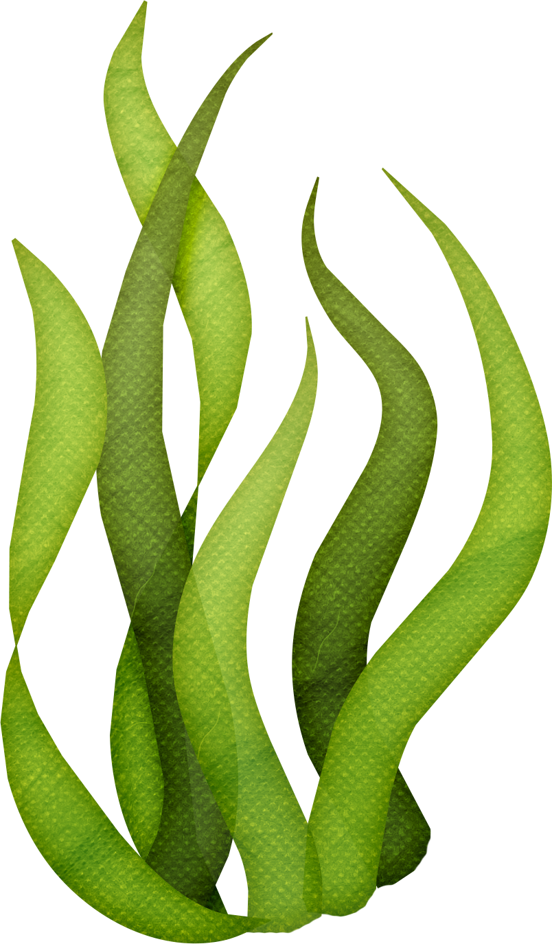 Green Seaweed Illustration