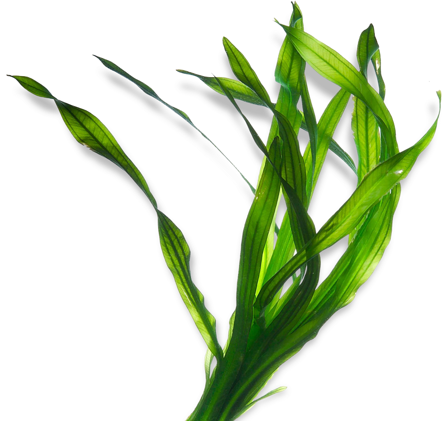 Seaweed Kelp Ascophyllum Nodosum Algae Extract - Seaweed Png, Transparent Png PNG with transparent background