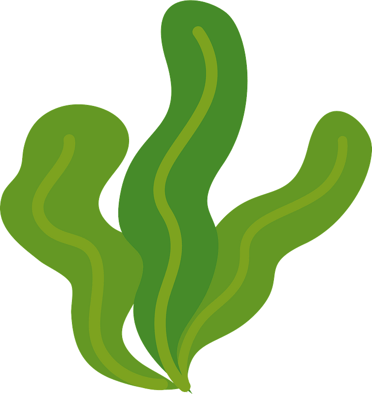 Green Seaweed Illustration