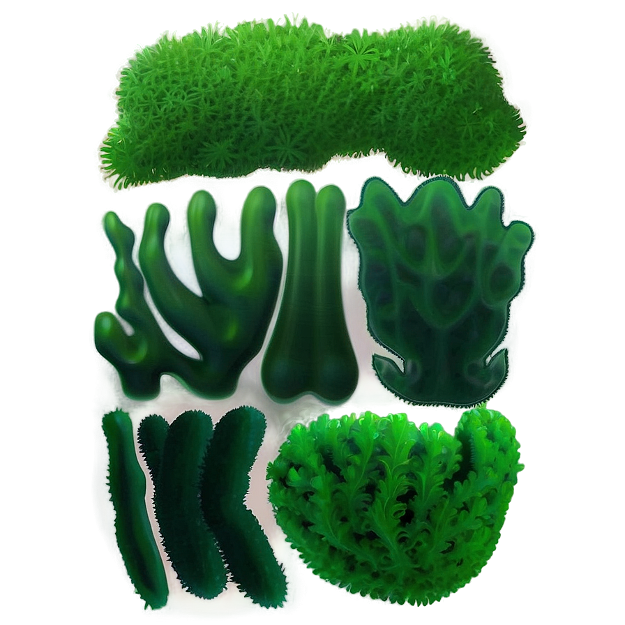 Green Seaweed Illustration Png 37