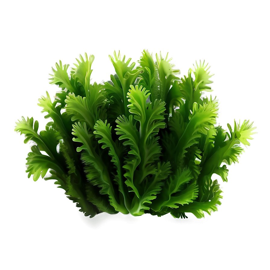 Green Seaweed Illustration Png 96