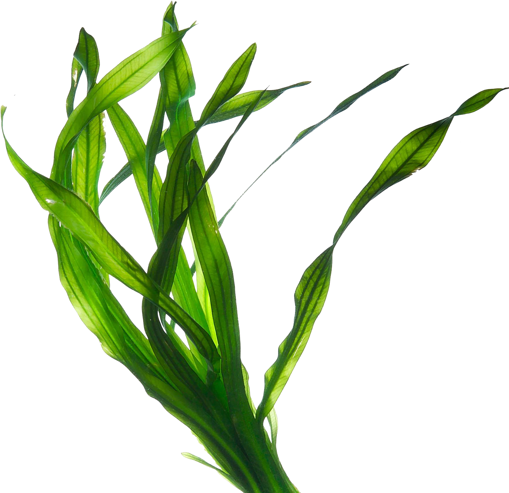 Edible Seaweed Kelp Irish Moss Eucheuma - Seaweed Png, Transparent Png PNG with transparent background