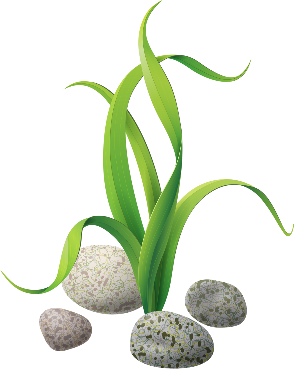 Algae Seaweed Clip Art - Seaweed Png, Transparent Png PNG with transparent background