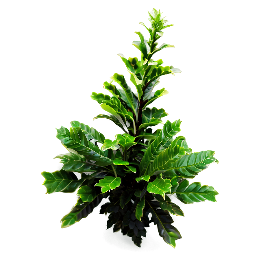 Green Shrub Png Ltn16