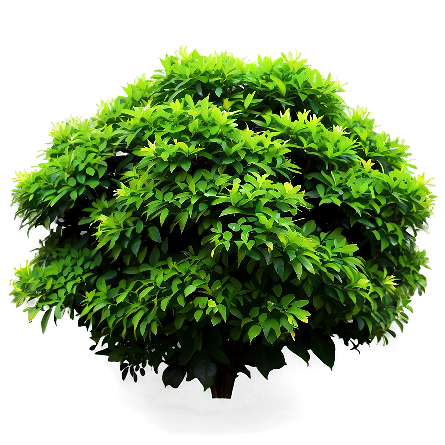 Green Shrub Png Toj