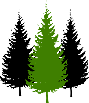 Green Silhouette Evergreen Tree PNG with transparent background