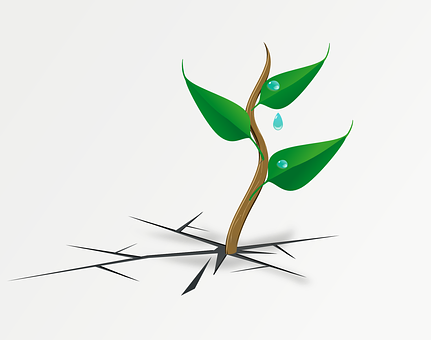 Green Sprout Through Cracked Ground PNG with transparent background