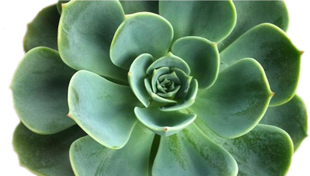 Transparent Succulent Clipart - Succulent Clipart Transparent Background, HD Png Download PNG with transparent background