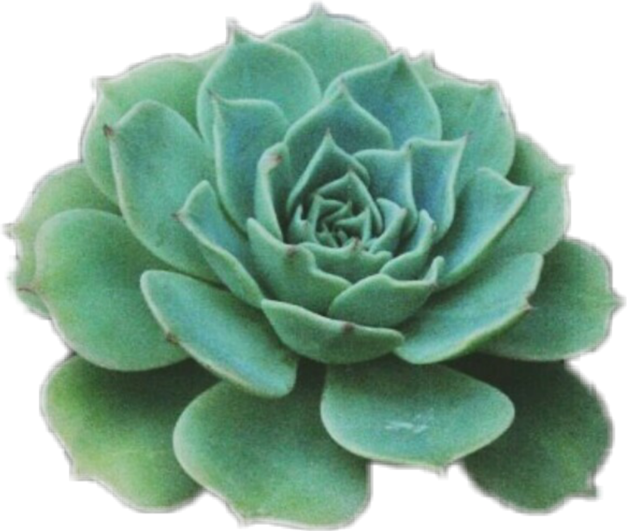 Green Succulent Plant