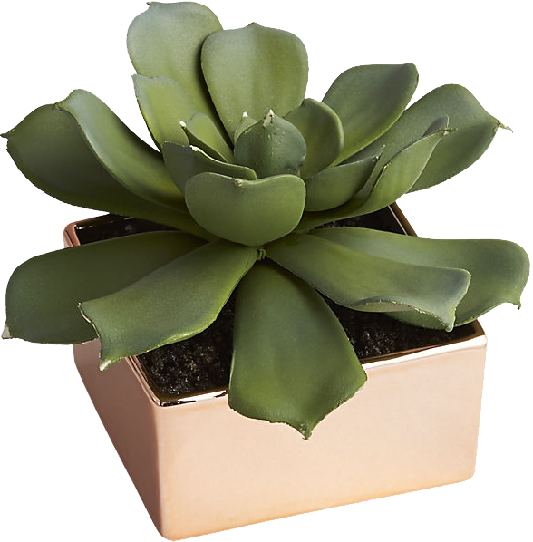 Agave, HD Png Download PNG with transparent background