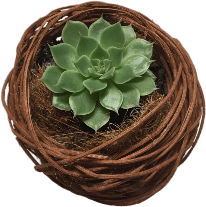 Succulent Nest - Cactus, HD Png Download PNG with transparent background