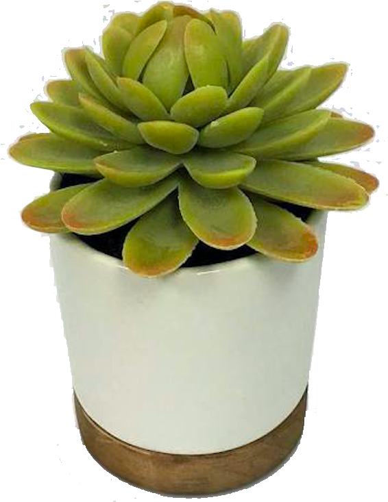 Green Succulentin White Pot.png