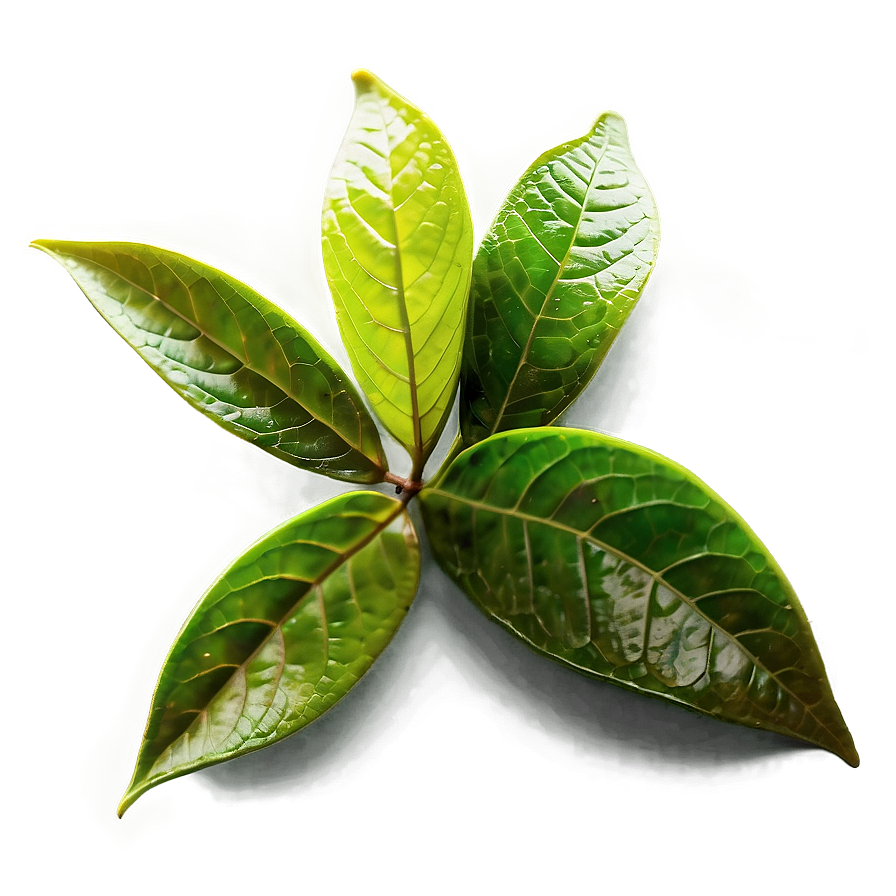 Green Tea Leaves PNG 72 PNG with transparent background