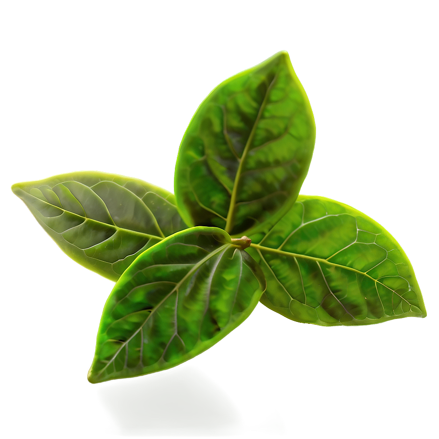 Green Tea Leaves PNG dfg7 PNG with transparent background