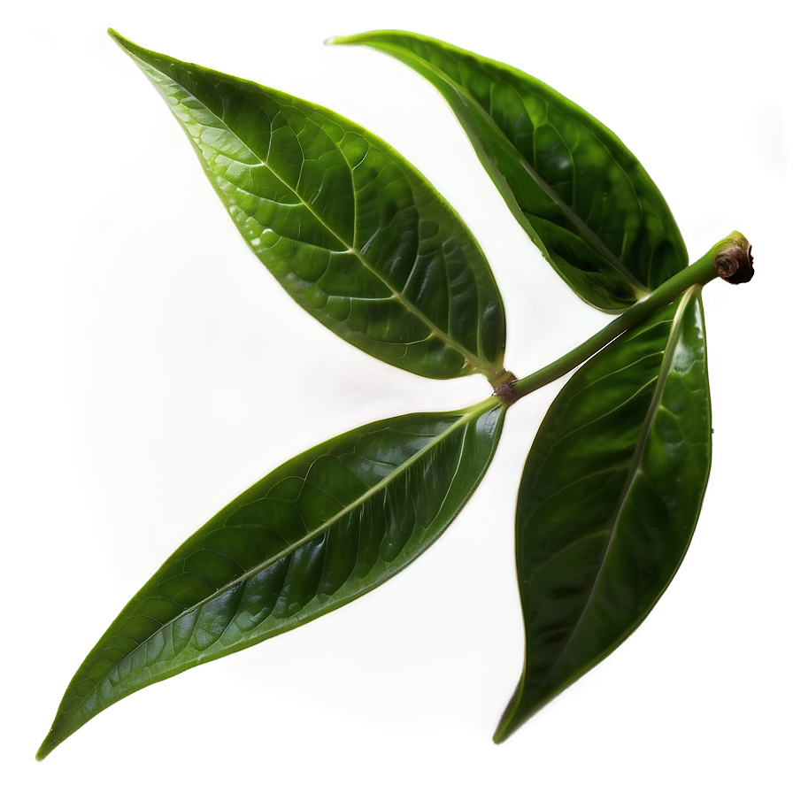 Green Tea Leaves PNG mid PNG with transparent background