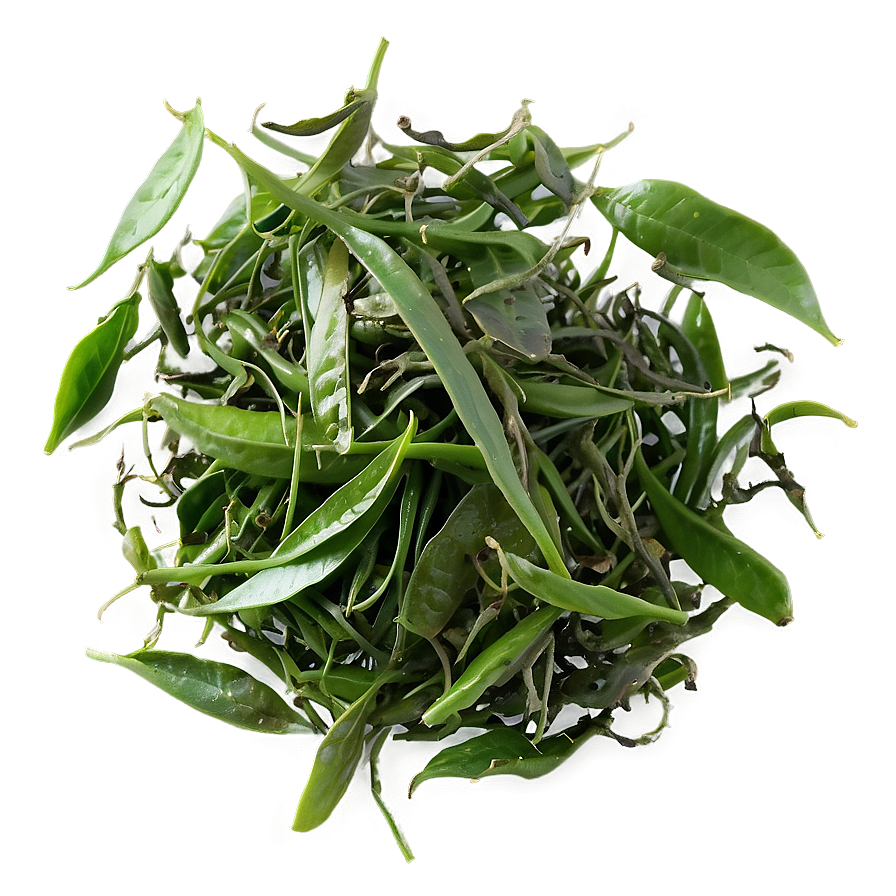 Green Tea Leaves PNG qmv14 PNG with transparent background