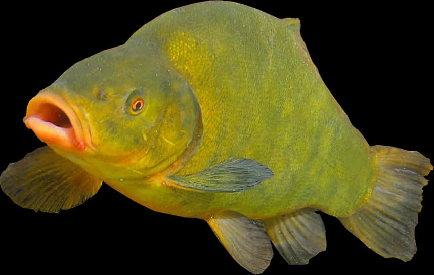 Green Tench Fish Isolated