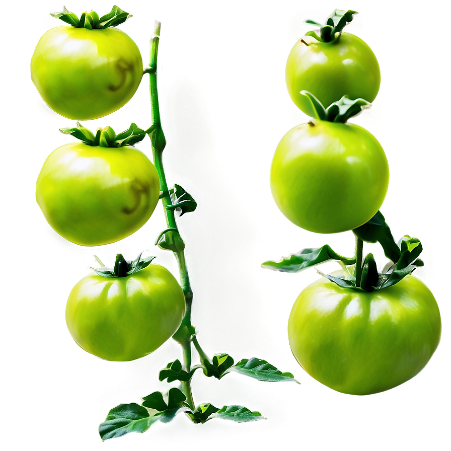 Green Tomato Plant PNG 06212024 PNG image with a transparent background, free high-resolution download