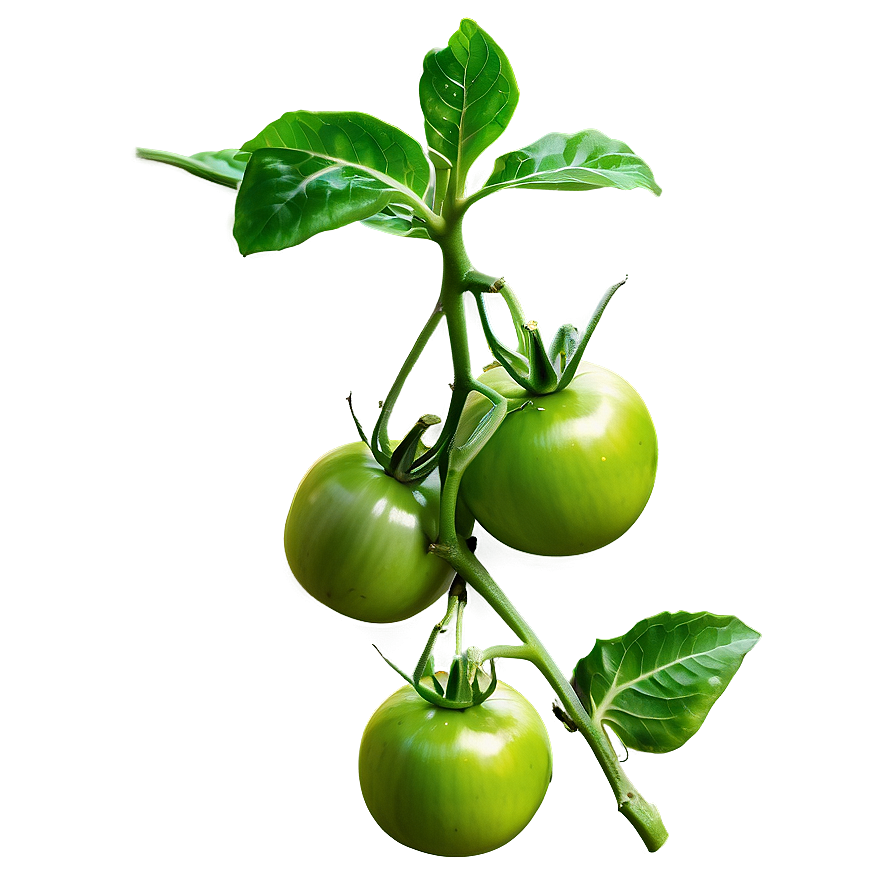 Green Tomato Plant PNG 06212024 PNG image with a transparent background, free high-resolution download