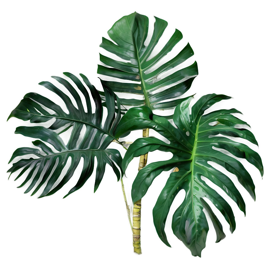 Green Tropical Palm Leaves Png 05062024