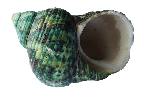 Green Turquoise Seashell Black Background PNG with transparent background
