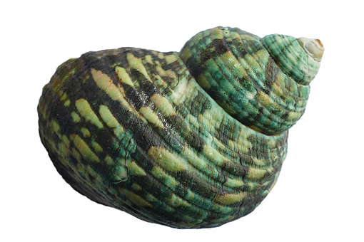 Green Turquoise Seashell Black Background