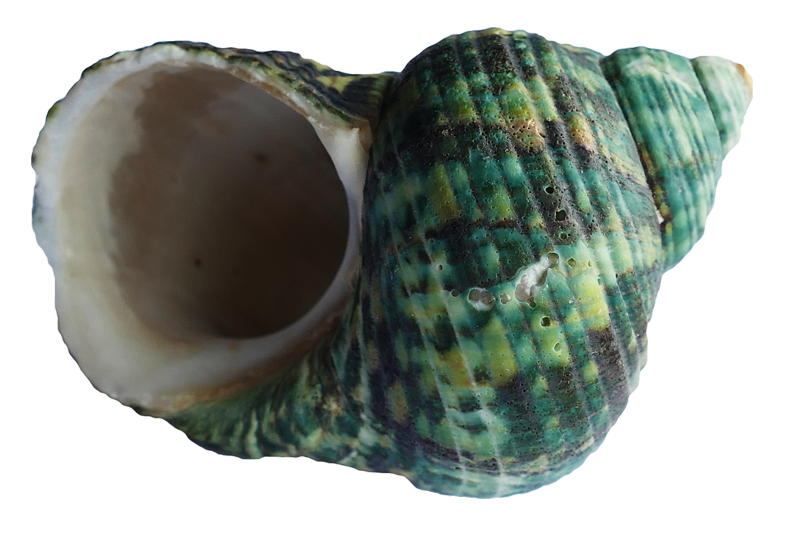 Green Turquoise Seashell