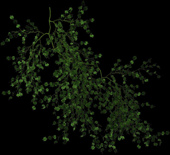 Green Vine Black Background