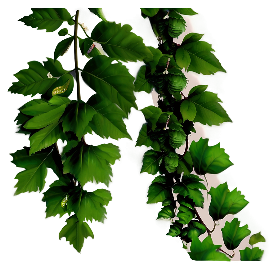 Green Vine Leaves Transparent Background