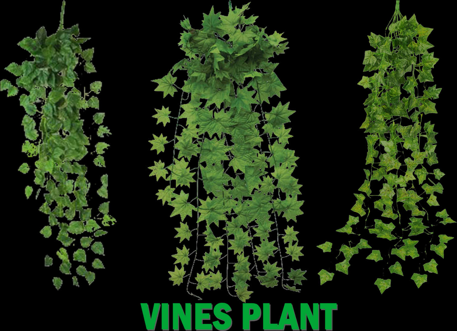 Green Vine Varieties PNG image with a transparent background, free high-resolution download