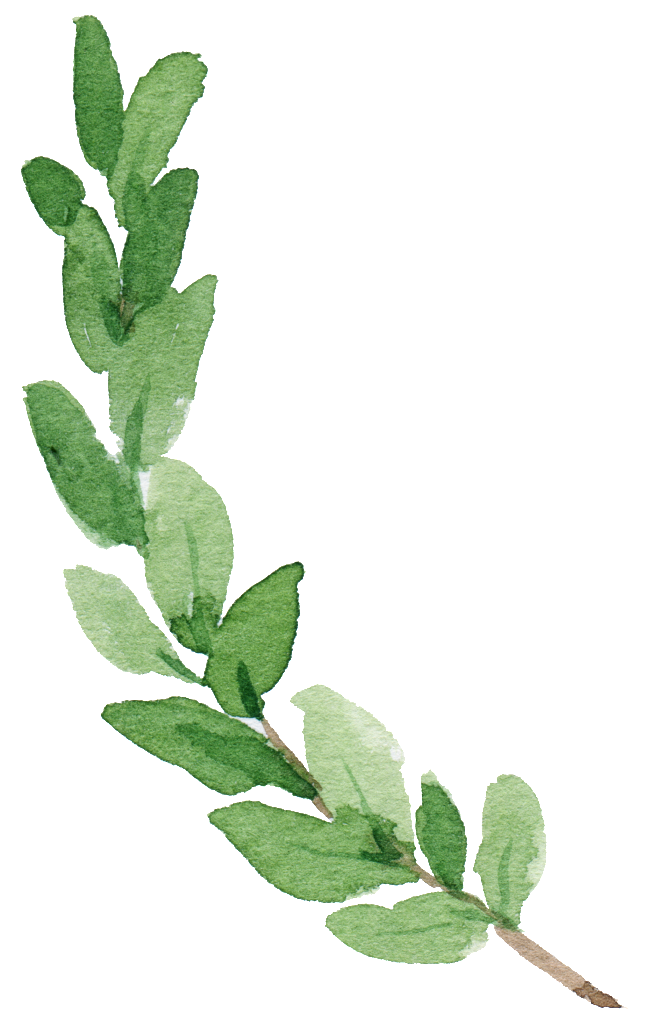 Green Watercolor Branch Illustration