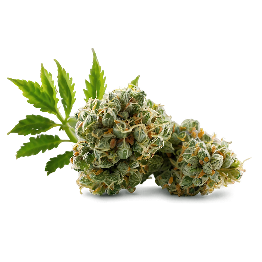 Green Weed Strain Png 11