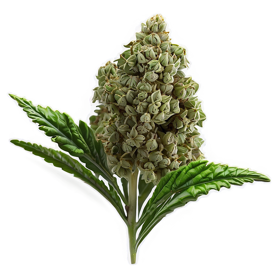Green Weed Strain PNG jif31 PNG with transparent background