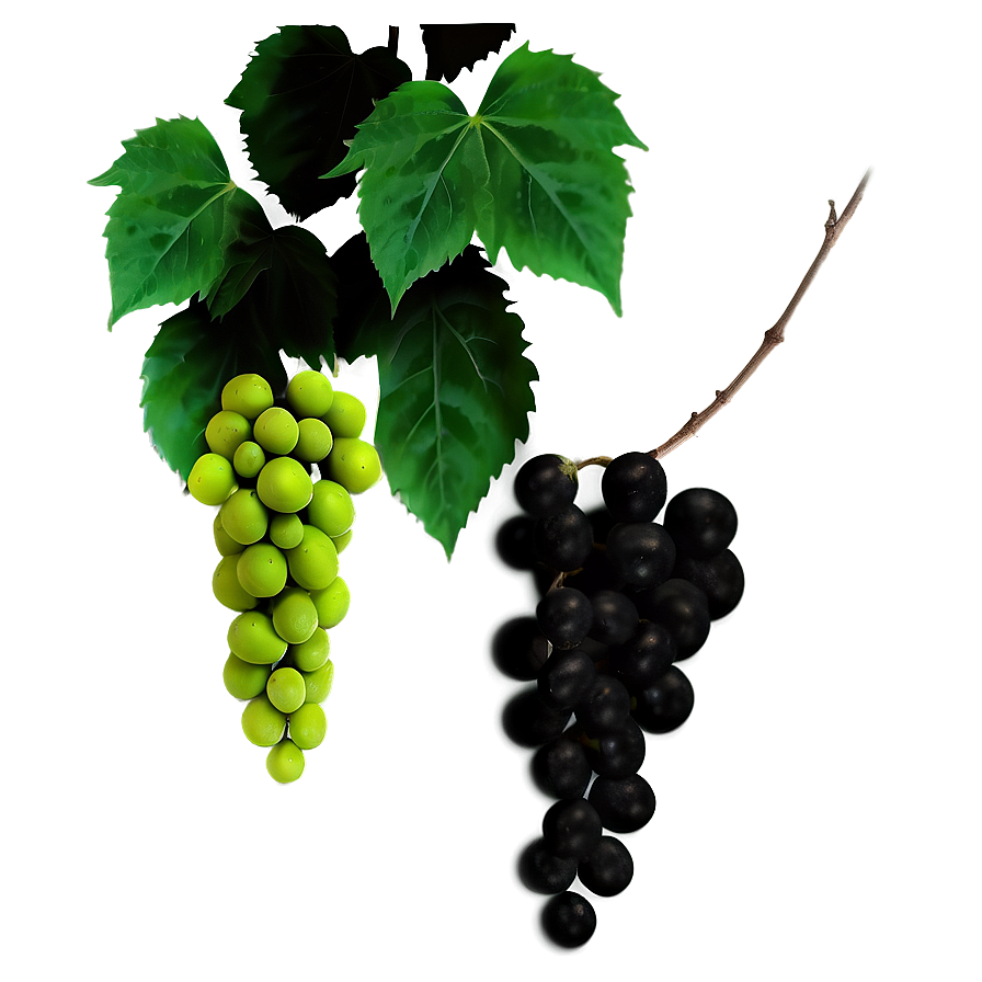 Greenand Black Grapeswith Leaves