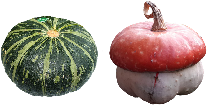 Greenand White Kabocha Red Turban Squash