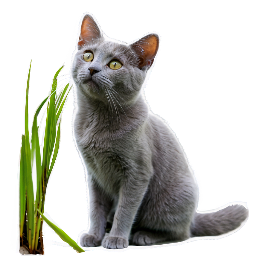 Grey Cat In Grass Png Awy27