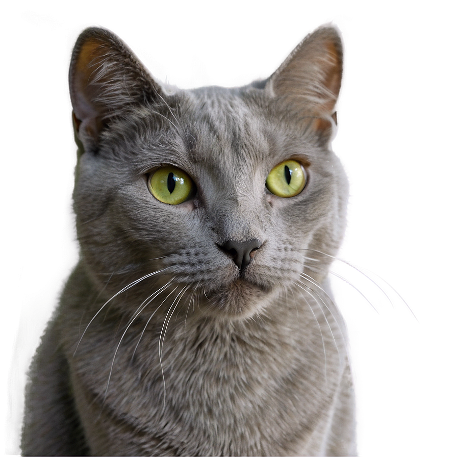 Grey Cat Photo Png Xhu9